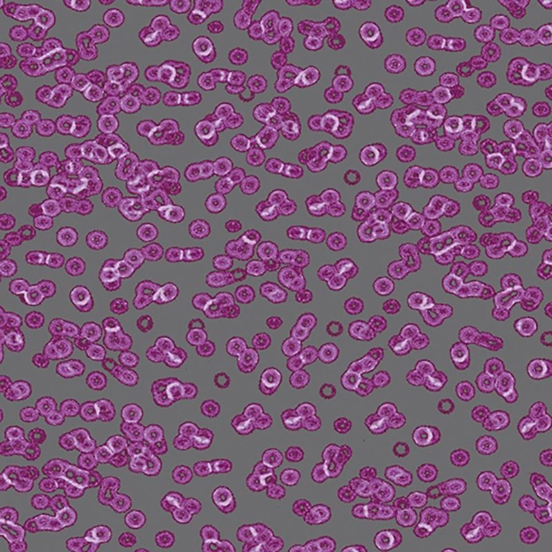 Forbo Flotex Sottsass Carpet Bacteria 990102