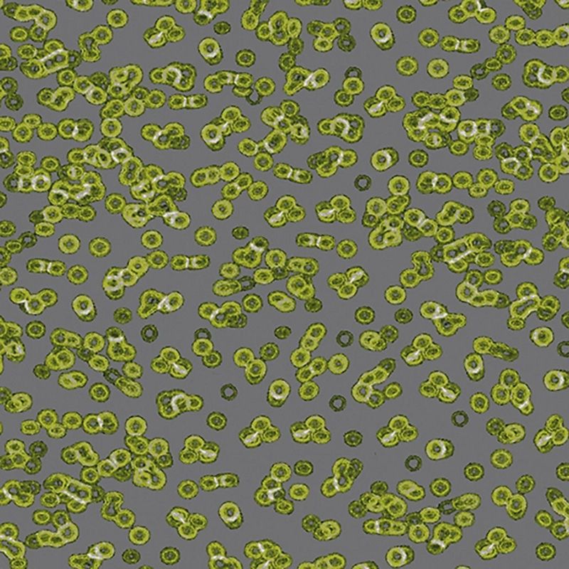 Forbo Flotex Sottsass Carpet Bacteria 990102