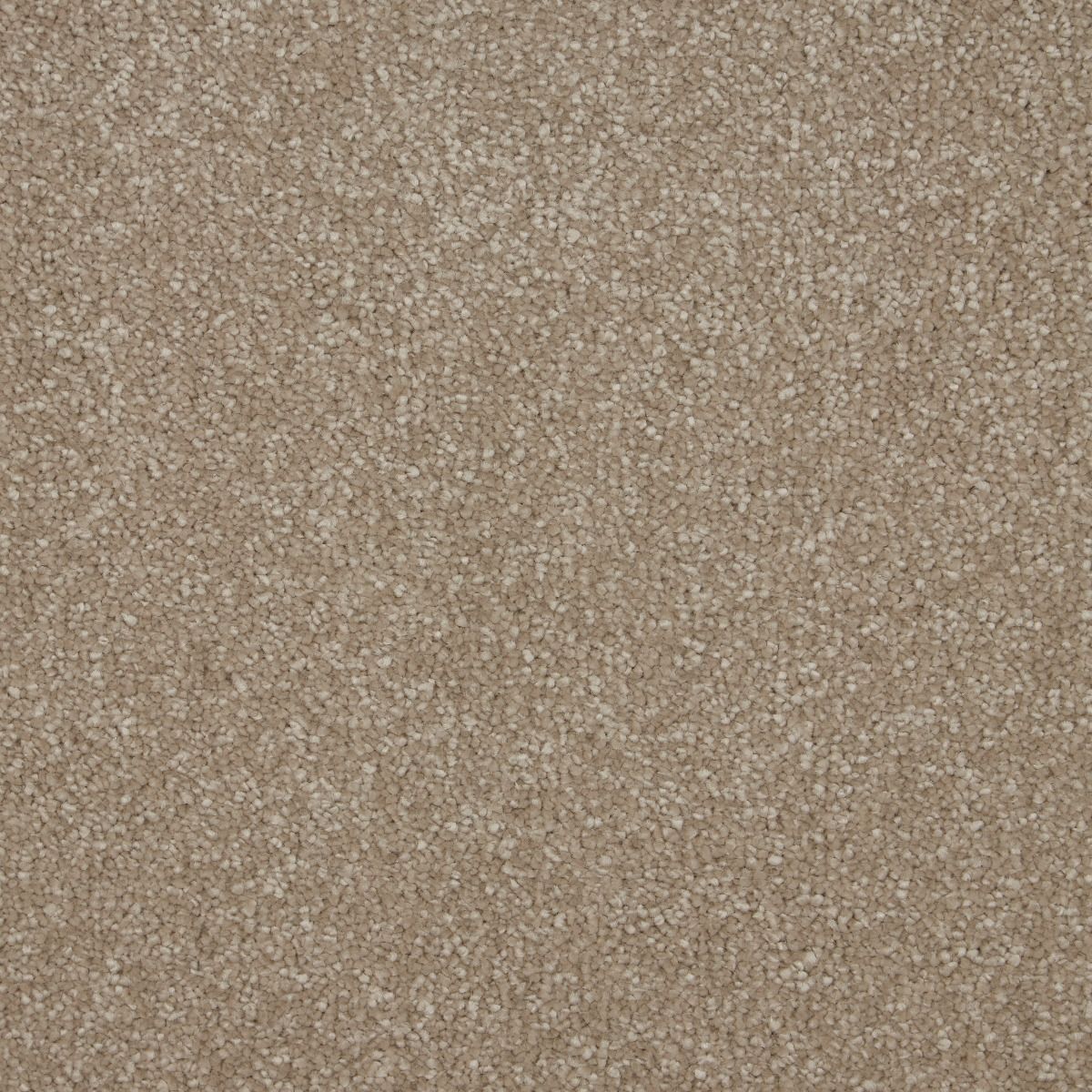 Cambrian Stone