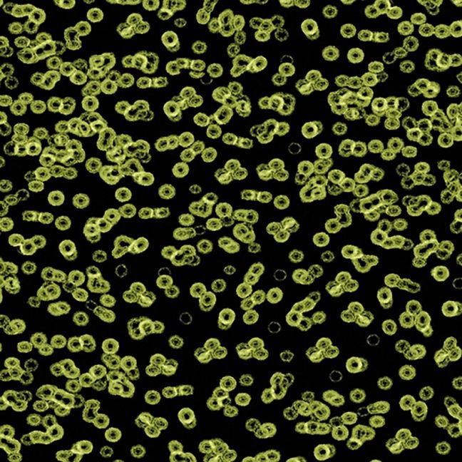 Forbo Flotex Sottsass Carpet Bacteria 990103