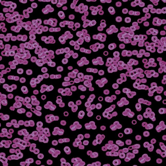 Forbo Flotex Sottsass Carpet Bacteria 990104