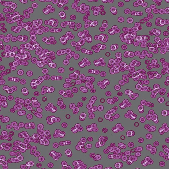 Forbo Flotex Sottsass Carpet Bacteria 990301