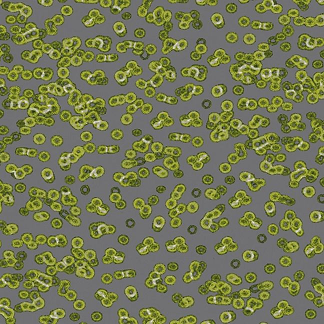 Forbo Flotex Sottsass Carpet Bacteria 990302 Forbo Flotex Sottsass Carpet Bacteria 990302