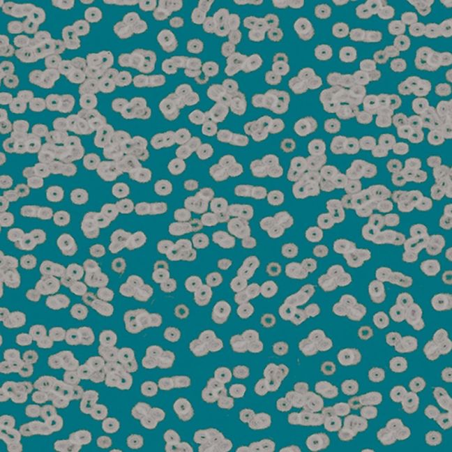Forbo Flotex Sottsass Carpet Bacteria 990404 Forbo Flotex Sottsass Carpet Bacteria 990404