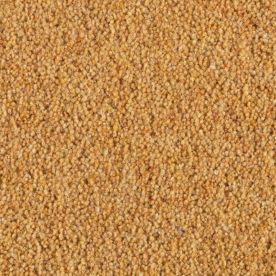 Penthouse Carpets Carlton Almond 36oz